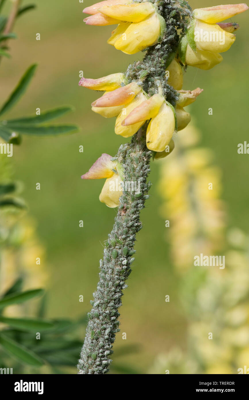 Lupin, afide Macrosiphum albifrons, infestamento severo di grandi greenfly su albero lupin, Lupinus arboreus, in fiore, Berkshire, può Foto Stock