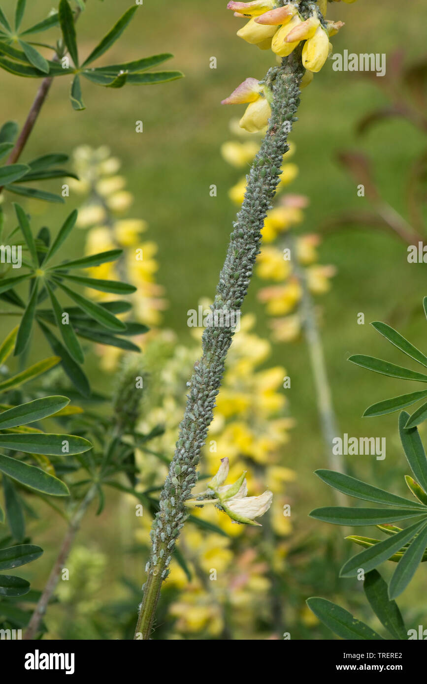 Lupin, afide Macrosiphum albifrons, infestamento severo di grandi greenfly su albero lupin, Lupinus arboreus, in fiore, Berkshire, può Foto Stock