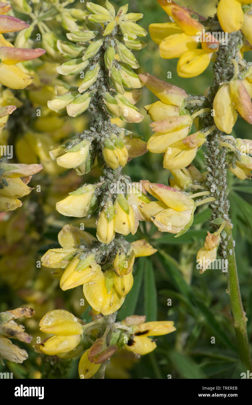 Lupin, afide Macrosiphum albifrons, infestamento severo di grandi greenfly su albero lupin, Lupinus arboreus, in fiore, Berkshire, può Foto Stock
