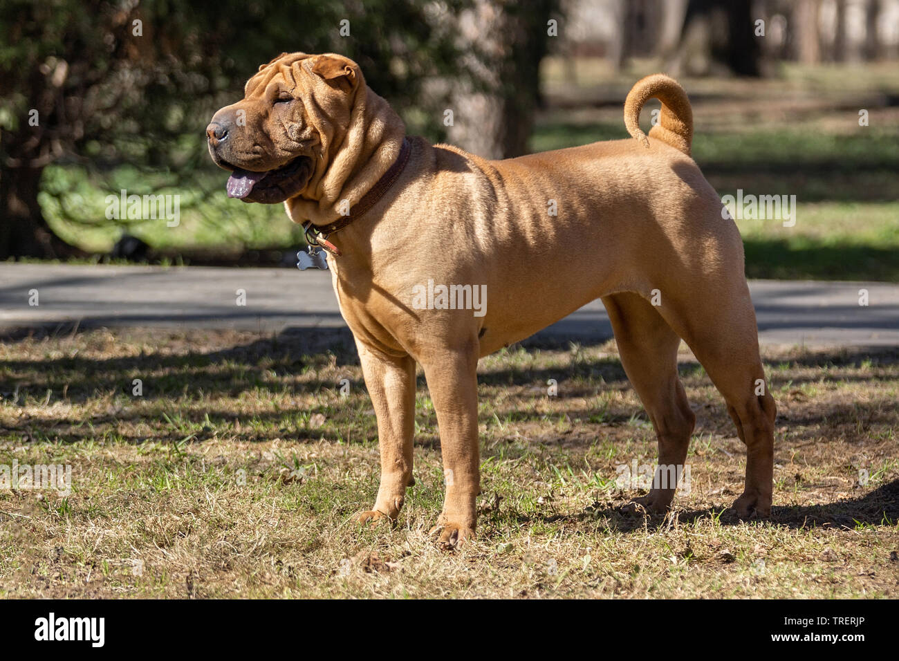 Una bella e giovane rosso fulvo Chinese Shar Pei cane sulla strada, caratteristico per le sue profonde rughe e considerate per essere una molto rara razza Foto Stock