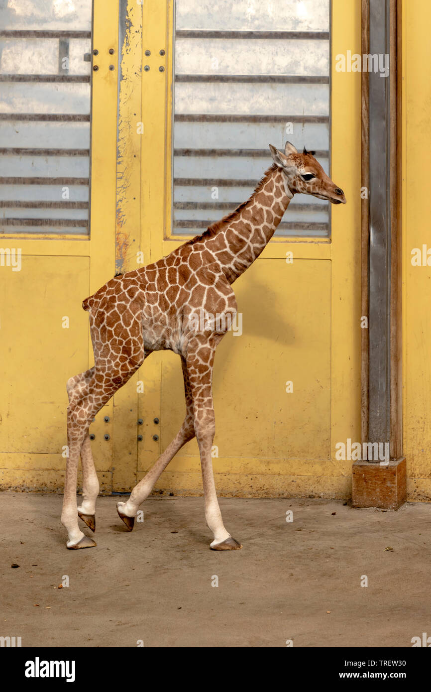 Baby giraffe ( Giraffa camelopardalis reticulata ) in il Diergaarde Blijdorp, Zoo di Rotterdam, South Holland, Paesi Bassi Foto Stock