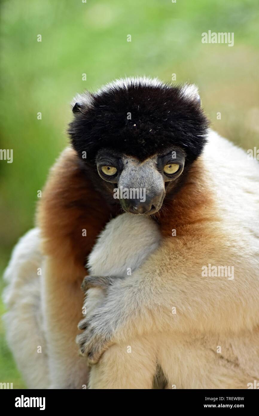 Incoronato lemure Sifaka, (Propithecus coronatus),Cotswold Wildlife Park, Nr. Burford, Oxfordshire Foto Stock