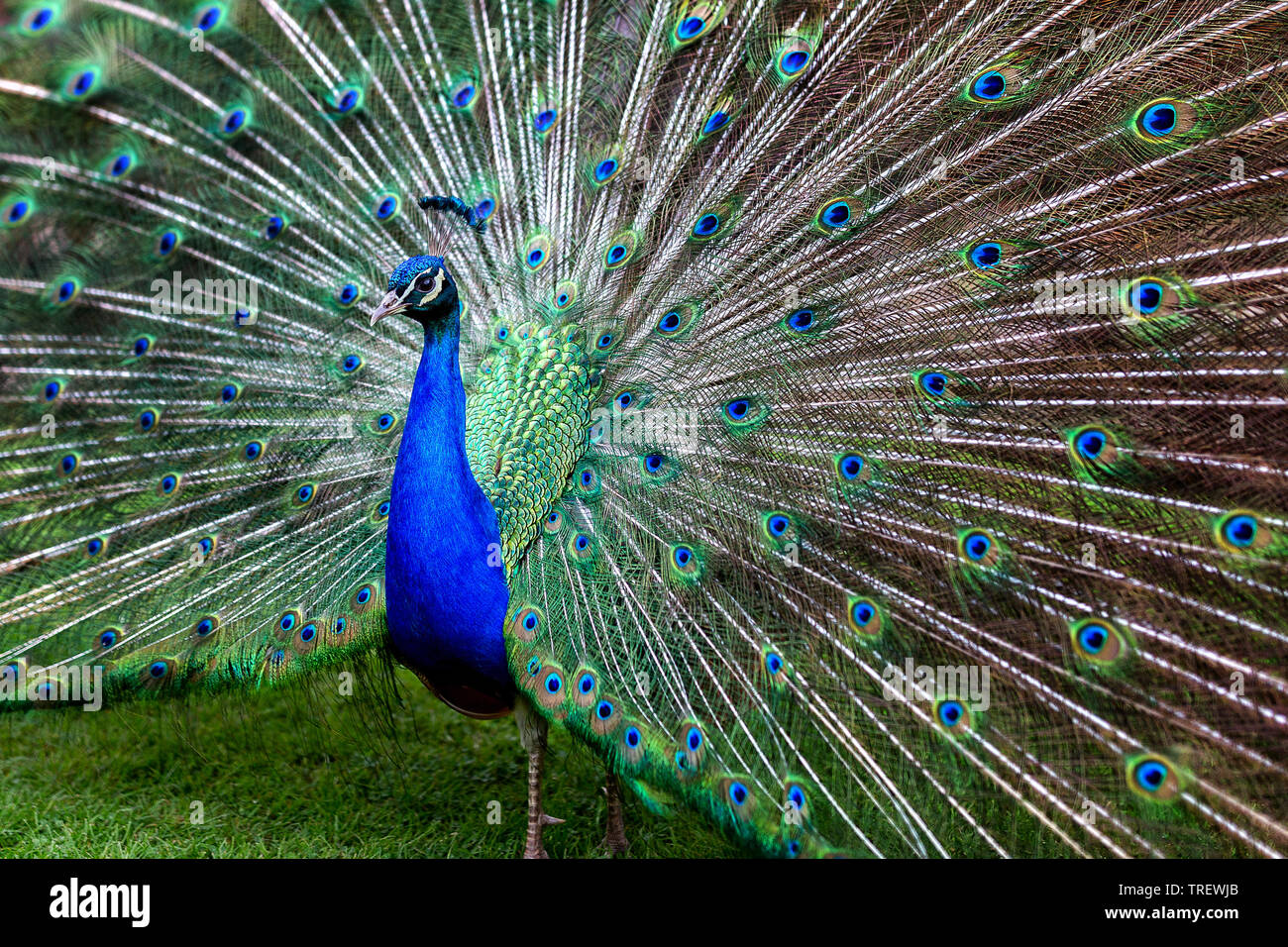 Peacock visualizzazione side shot Foto Stock