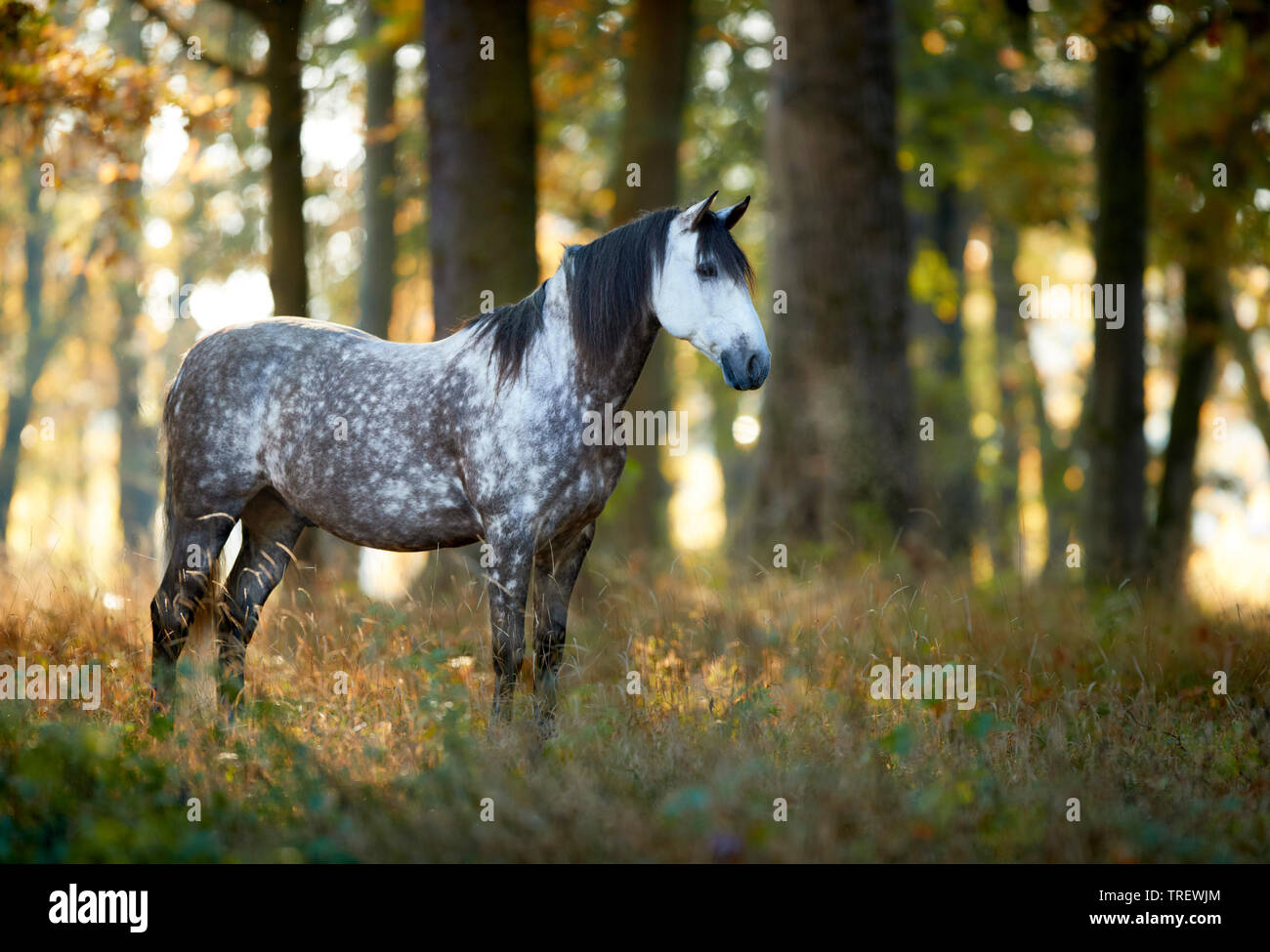 Puro Cavallo Spagnolo andaluso. Pezzata grigia permanente degli adulti in una foresta in autunno. Germania Foto Stock