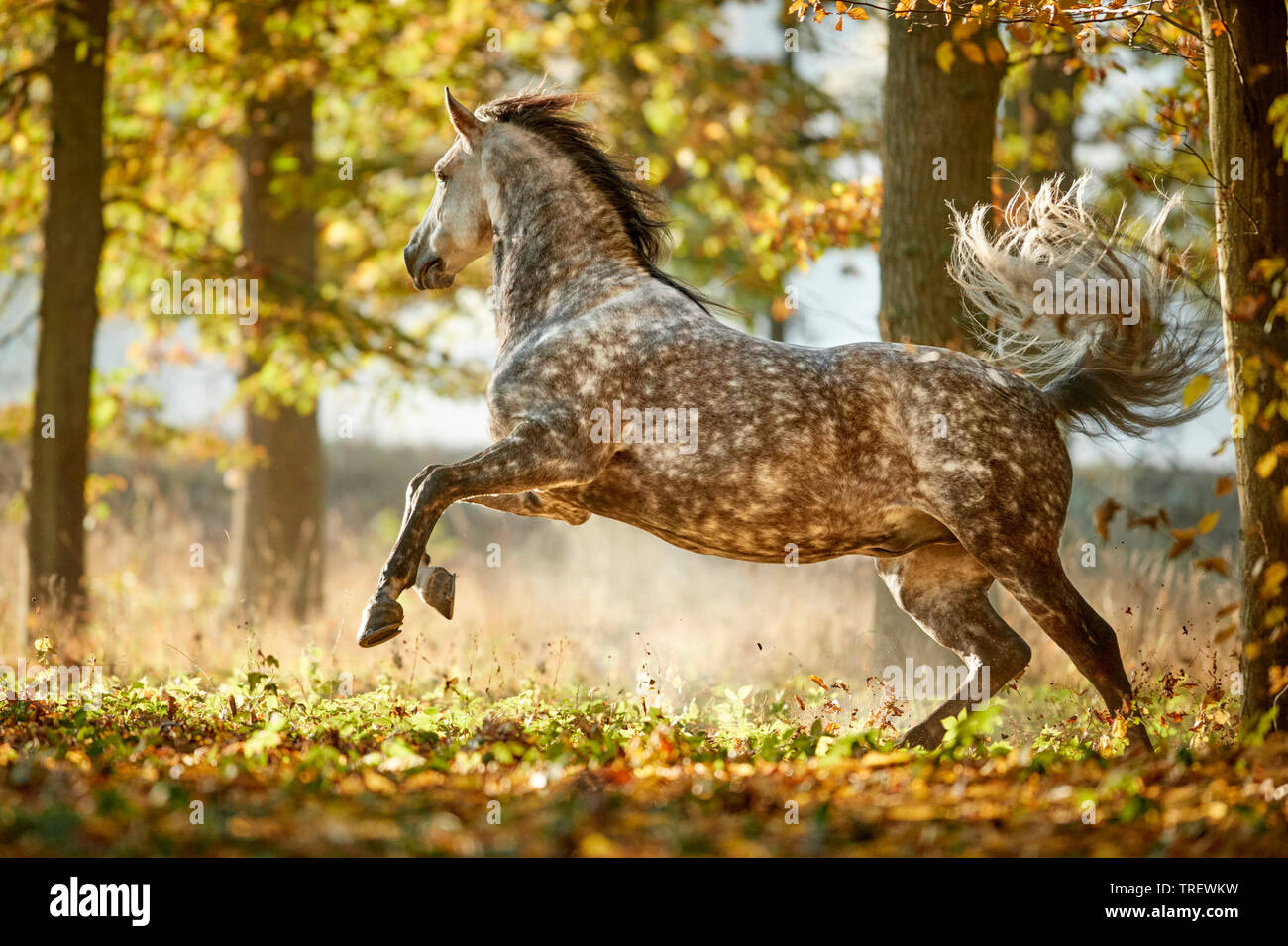Puro Cavallo Spagnolo andaluso. Pezzata adulto grigio mostra-off in una foresta in autunno. Germania Foto Stock