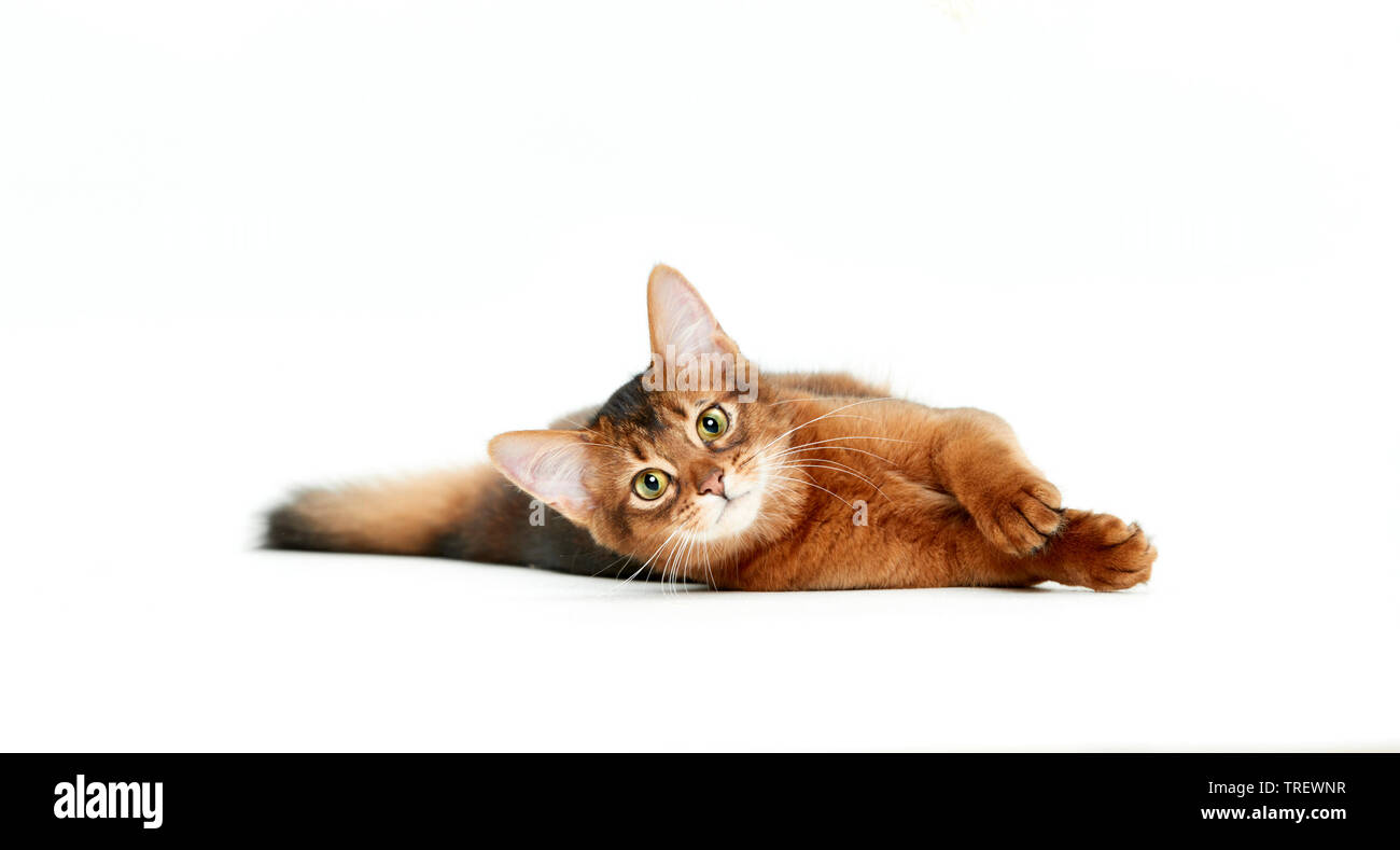 Gatto somalo. Kitten giacenti. Studio Immagine contro uno sfondo bianco Foto Stock