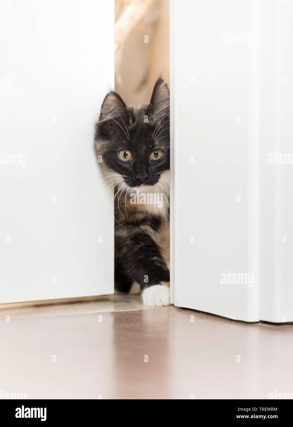 Norvegesi della Foresta Cat. Gattino tricolore a piedi attraverso una porta. Germania Foto Stock