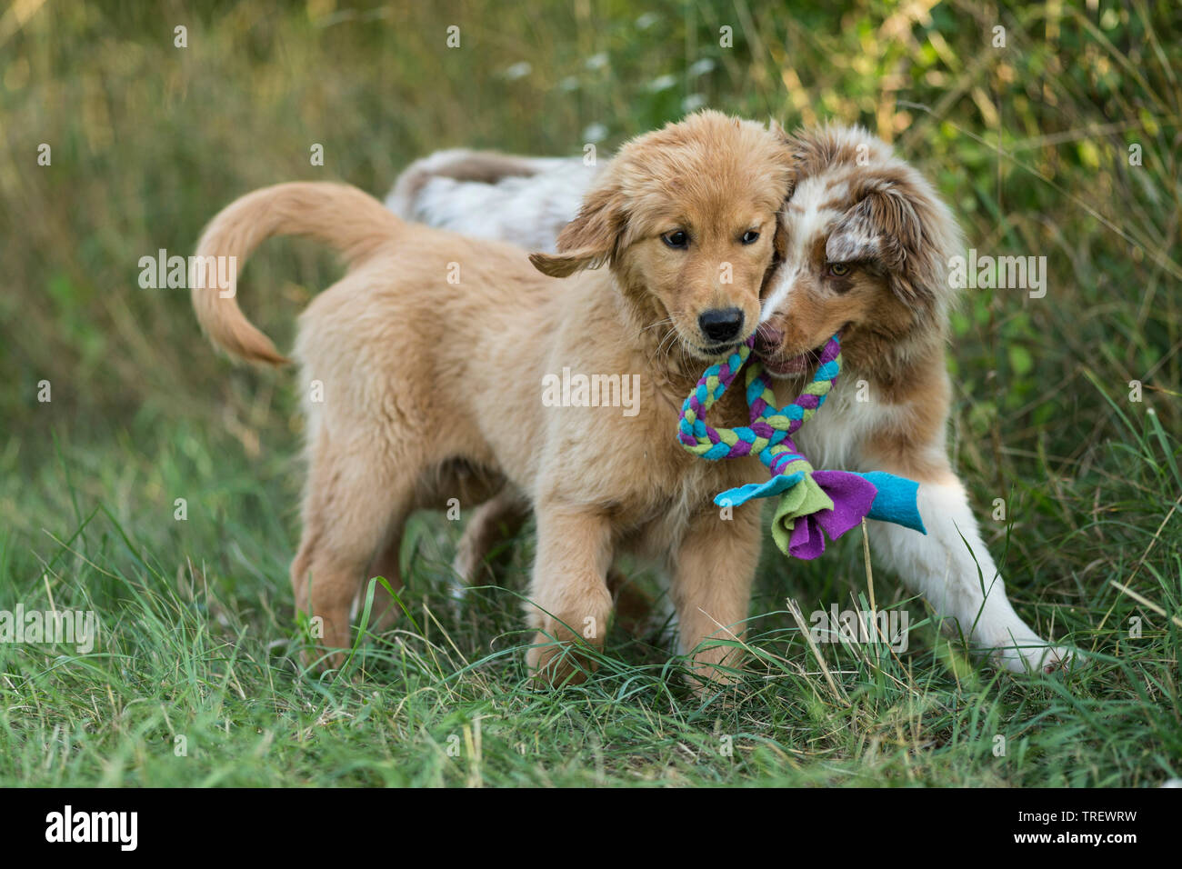 Pastore australiano cucciolo e Golden Retriever cucciolo giocando con corda multicolore. Germania Foto Stock