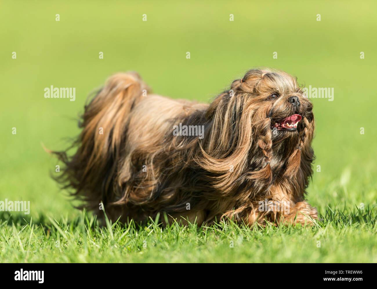 Shih Tzu. Cane adulto a piedi su un prato. Germania Foto Stock