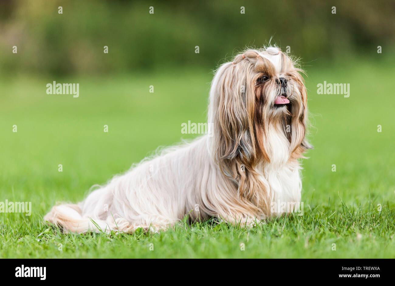Shih Tzu. Cane adulto seduto su un prato. Germania Foto Stock