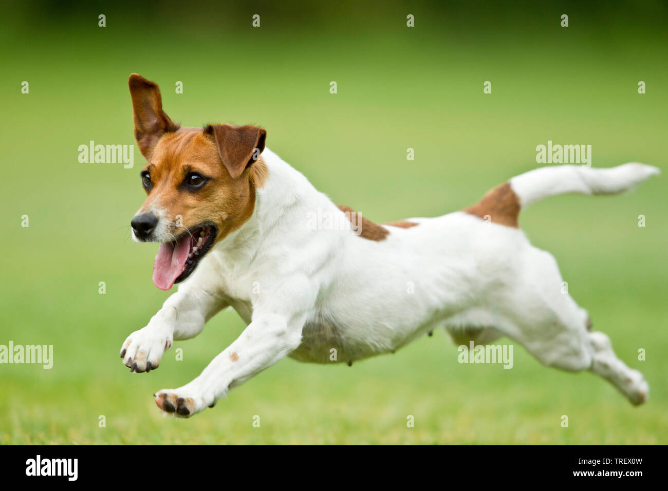 Jack Russell Terrier. Cane adulto in esecuzione sull'erba. Germania Foto Stock
