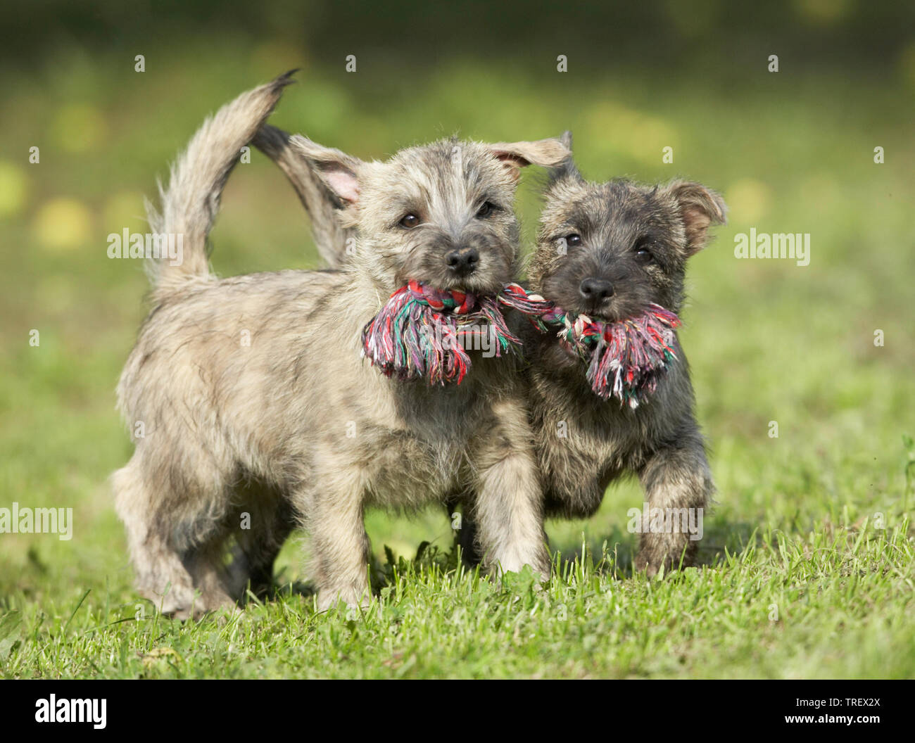 Cairn Terrier. Due Cuccioli giocando con una corda multicolore. Germania Foto Stock