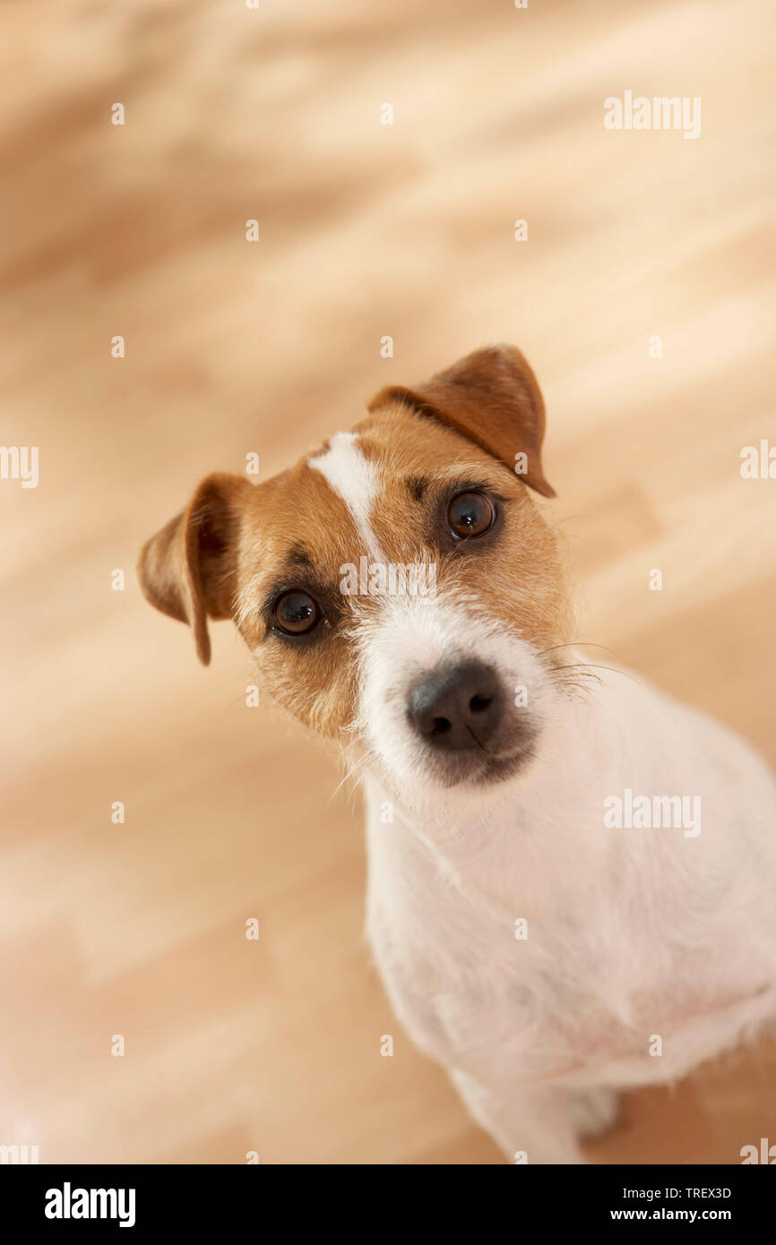 Parson Russell Terrier seduto sul pavimento in parquet, guardando verso l'alto. Germania. Foto Stock