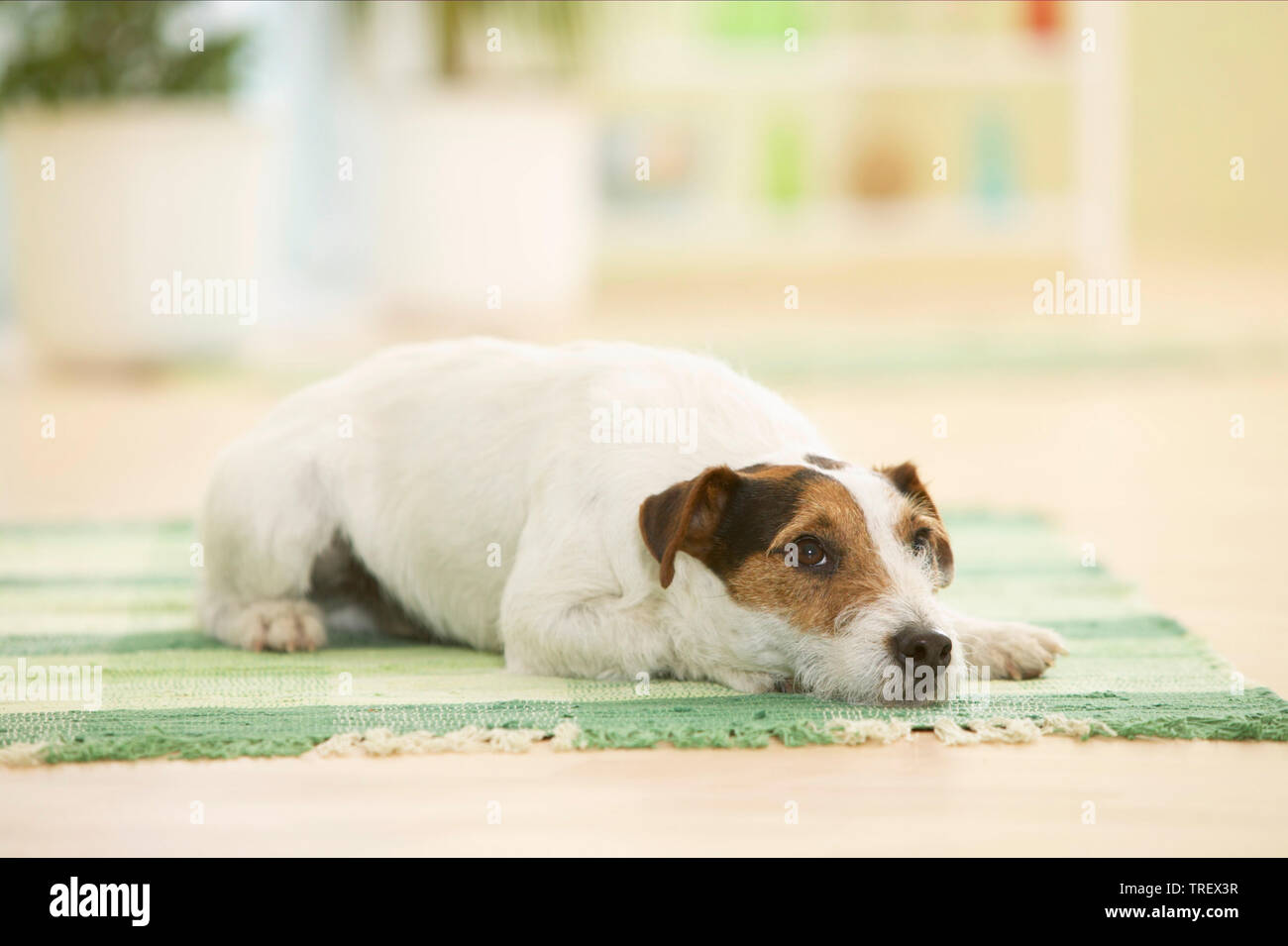 Parson Russell Terrier. Cane adulto seduto su un tappeto Germania Foto Stock
