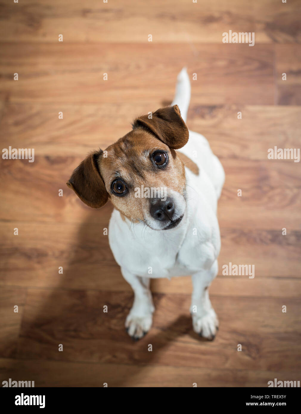 Jack Russell Terrier seduto sul pavimento in parquet, guardando verso l'alto. Germania. Foto Stock