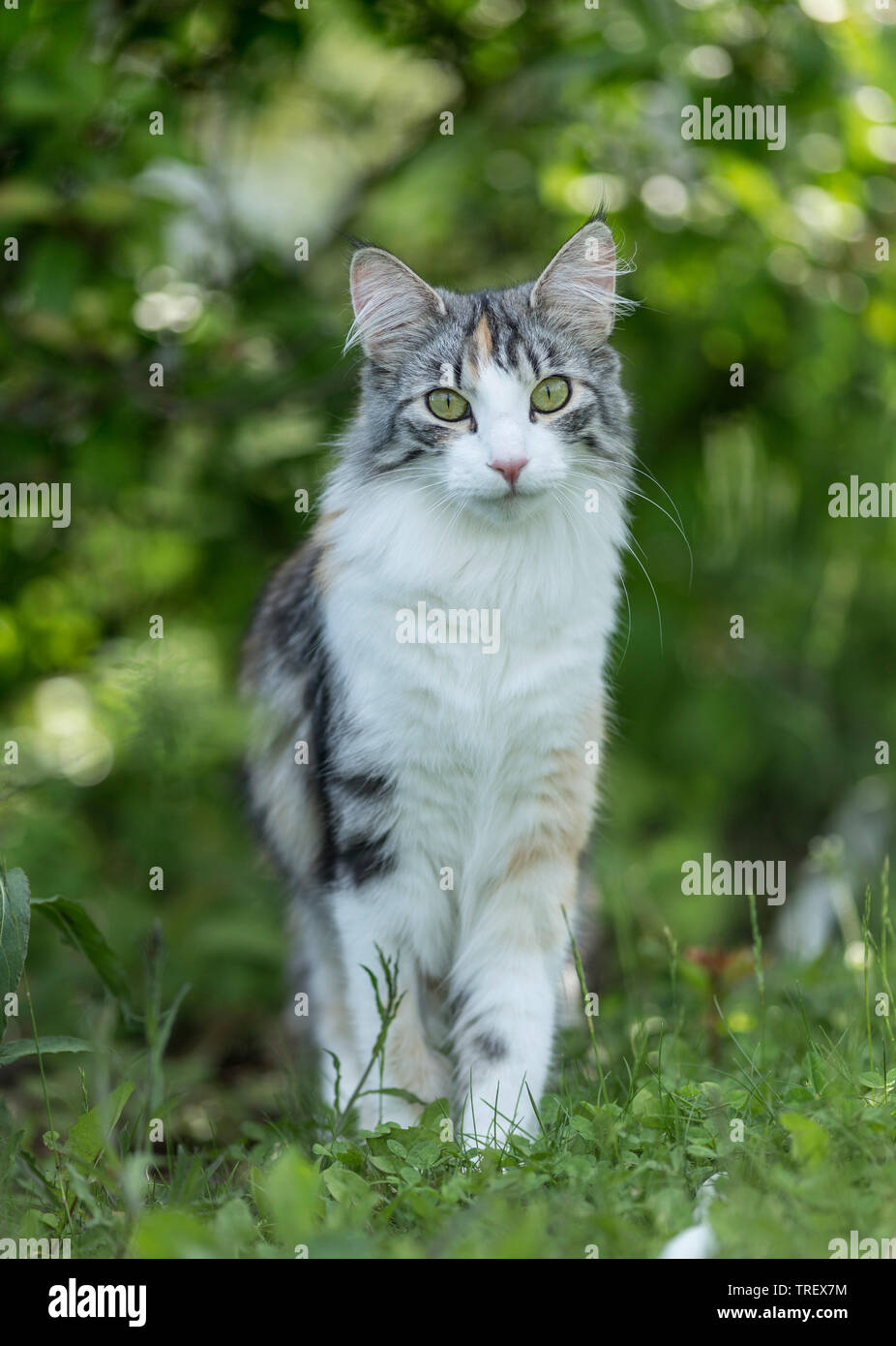 Norvegesi della Foresta Cat. Adulto in piedi in un giardino. Germania Foto Stock