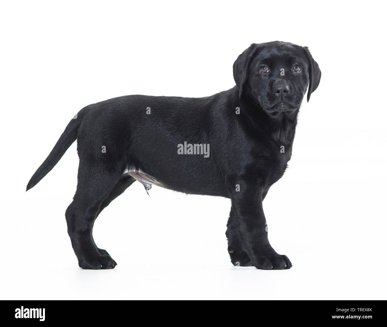 Il Labrador Retriever. Puppy in piedi, visto da lato a. Studio Immagine contro uno sfondo bianco. Germania.. Foto Stock
