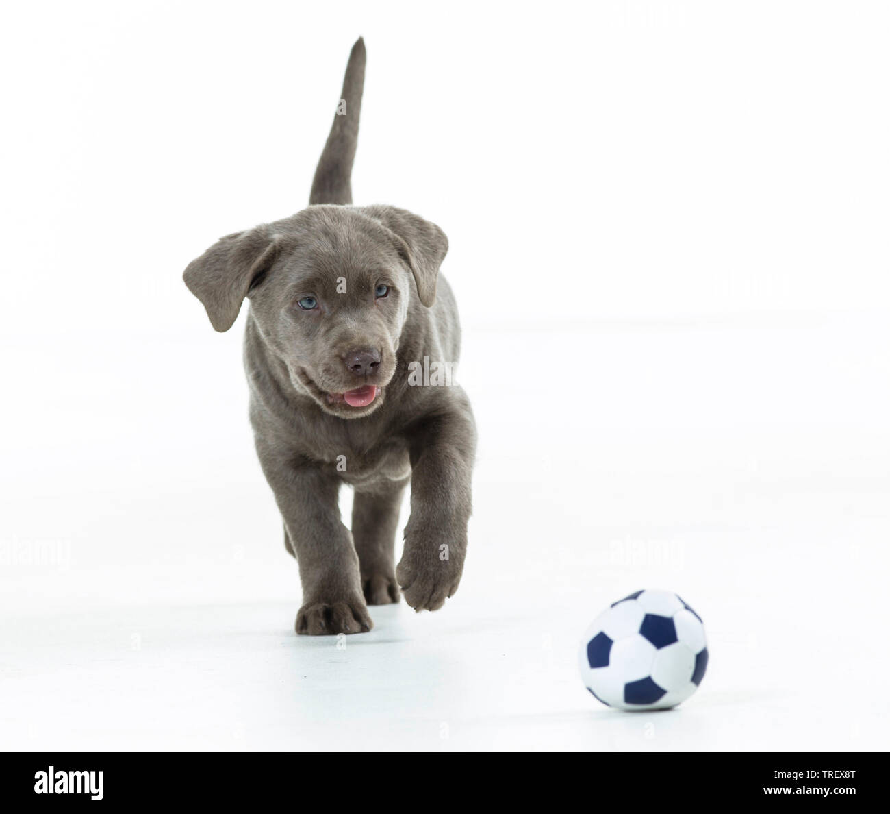 Il Labrador Retriever. Cucciolo di giocare con un pallone da calcio. Studio Immagine contro uno sfondo bianco. Germania.. Foto Stock
