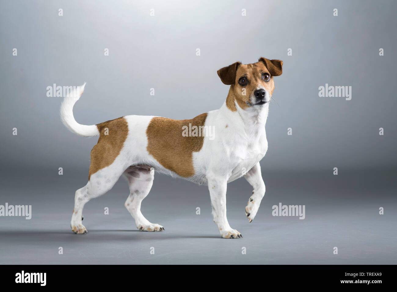 Jack Russell Terrier. Cane adulto in piedi. Studio Immagine contro uno sfondo grigio. Germania Foto Stock