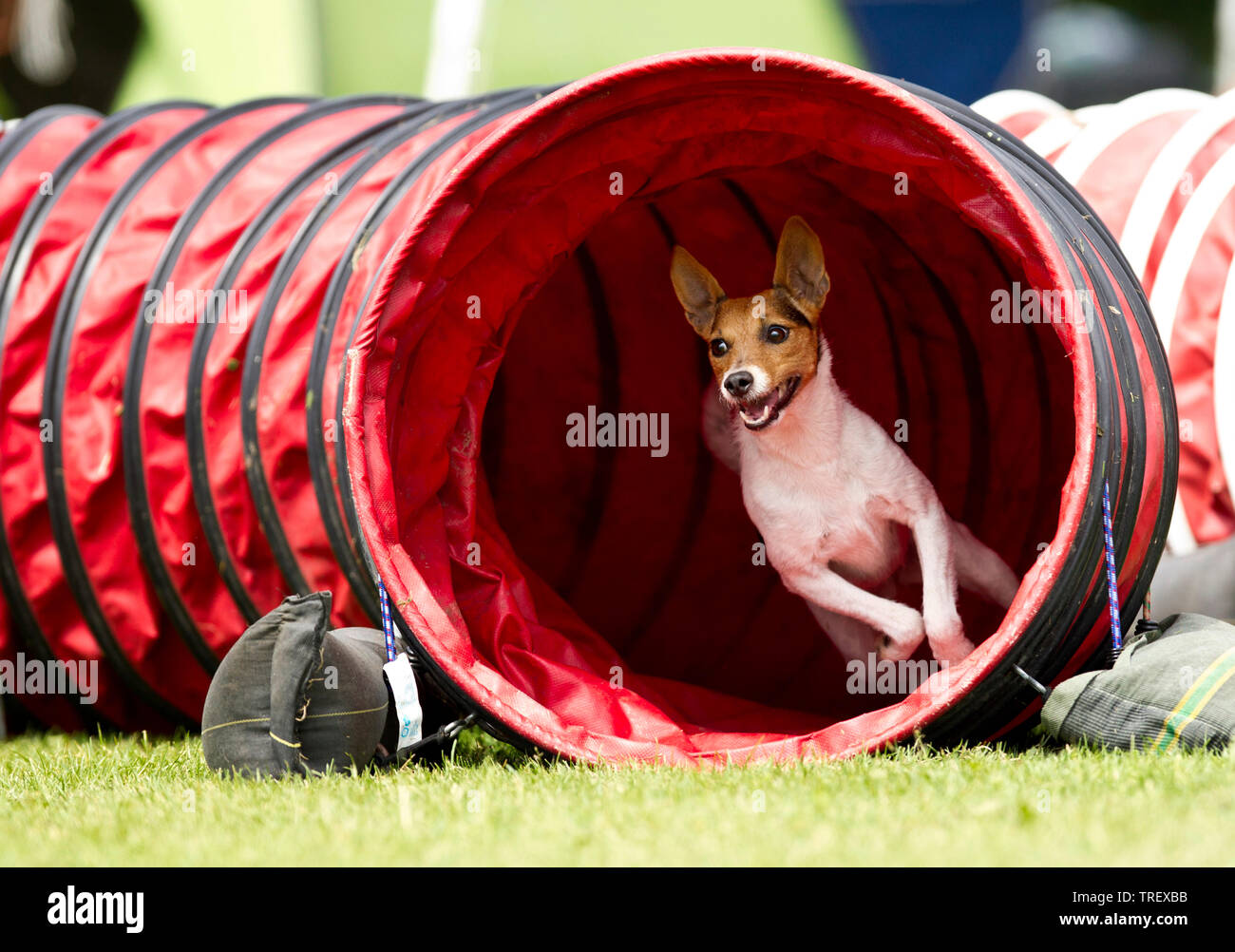 Parson Russell Terrier. Adulto di uscire dal tunnel in un campo di agilità. Germania Foto Stock