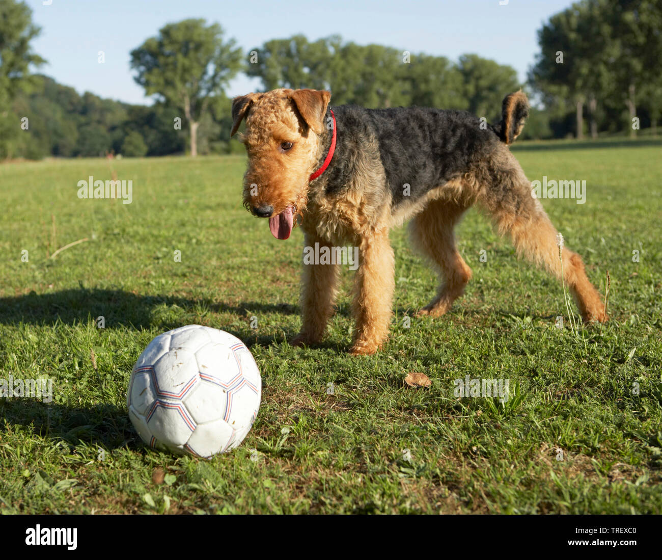 Aeroporto Terrier. Cane adulto in piedi di fronte a un calcio su un prato. Germania Foto Stock