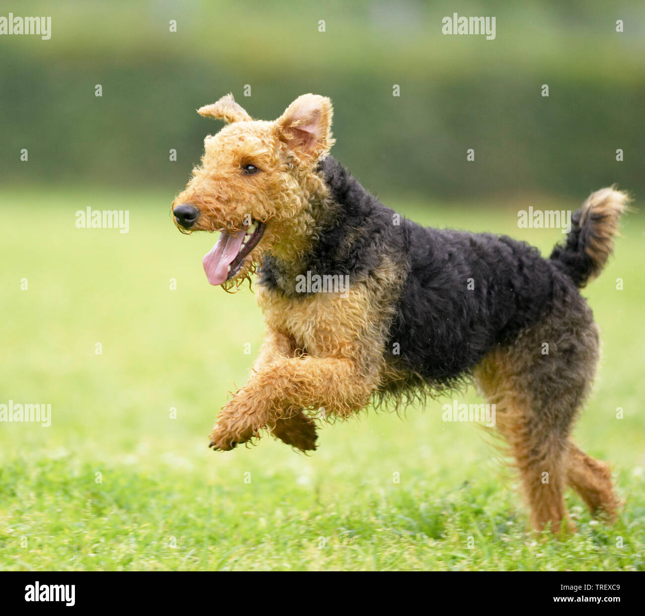 Airedale Terrier in esecuzione su un prato. Germania Foto Stock