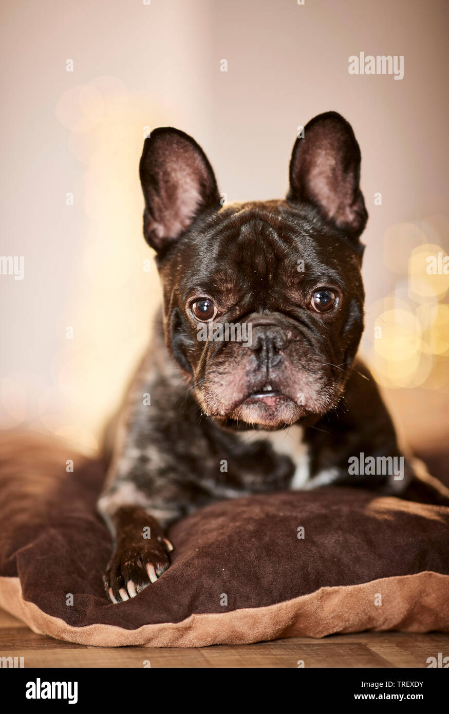 Bulldog francese. Cane adulto giacente in un appartamento decorato per il Natale. Germania Foto Stock