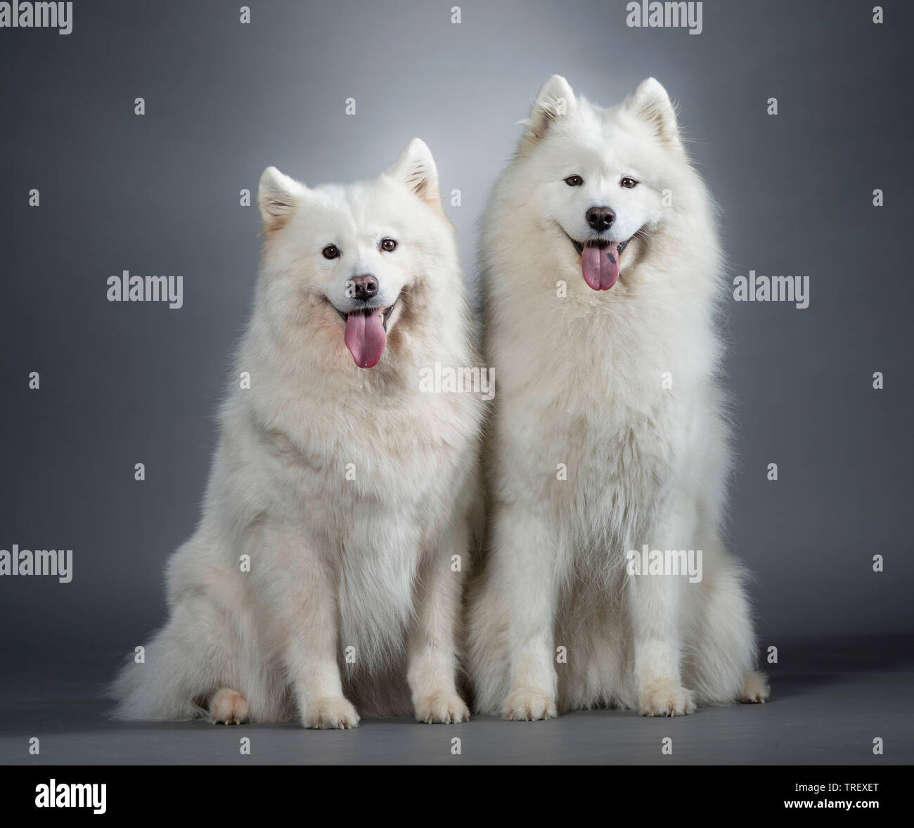 Samoiedo. Due cani adulti seduti accanto all'altra. Studio Immagine contro uno sfondo grigio. Foto Stock