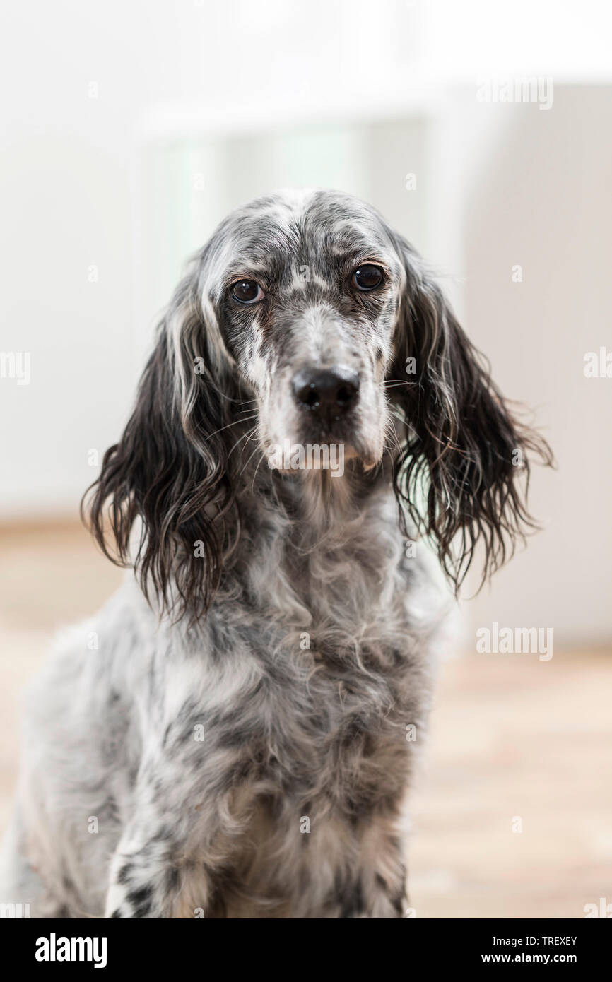 Setter inglese. Ritratto di cane adulto in una camera in Germania Foto Stock