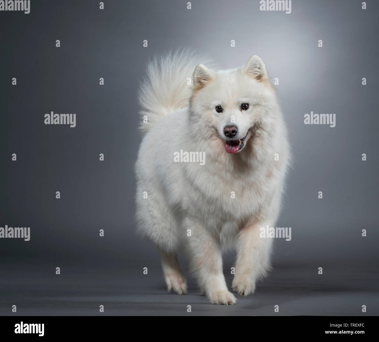 Samoiedo. Cane adulto a piedi. Studio Immagine contro uno sfondo grigio. Germania Foto Stock