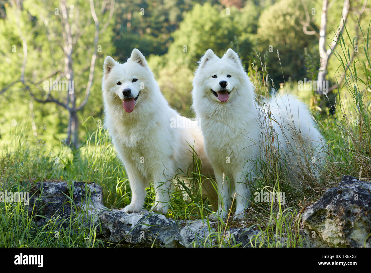 Samoiedo. Due cani adulti su una roccia. Germania Foto Stock