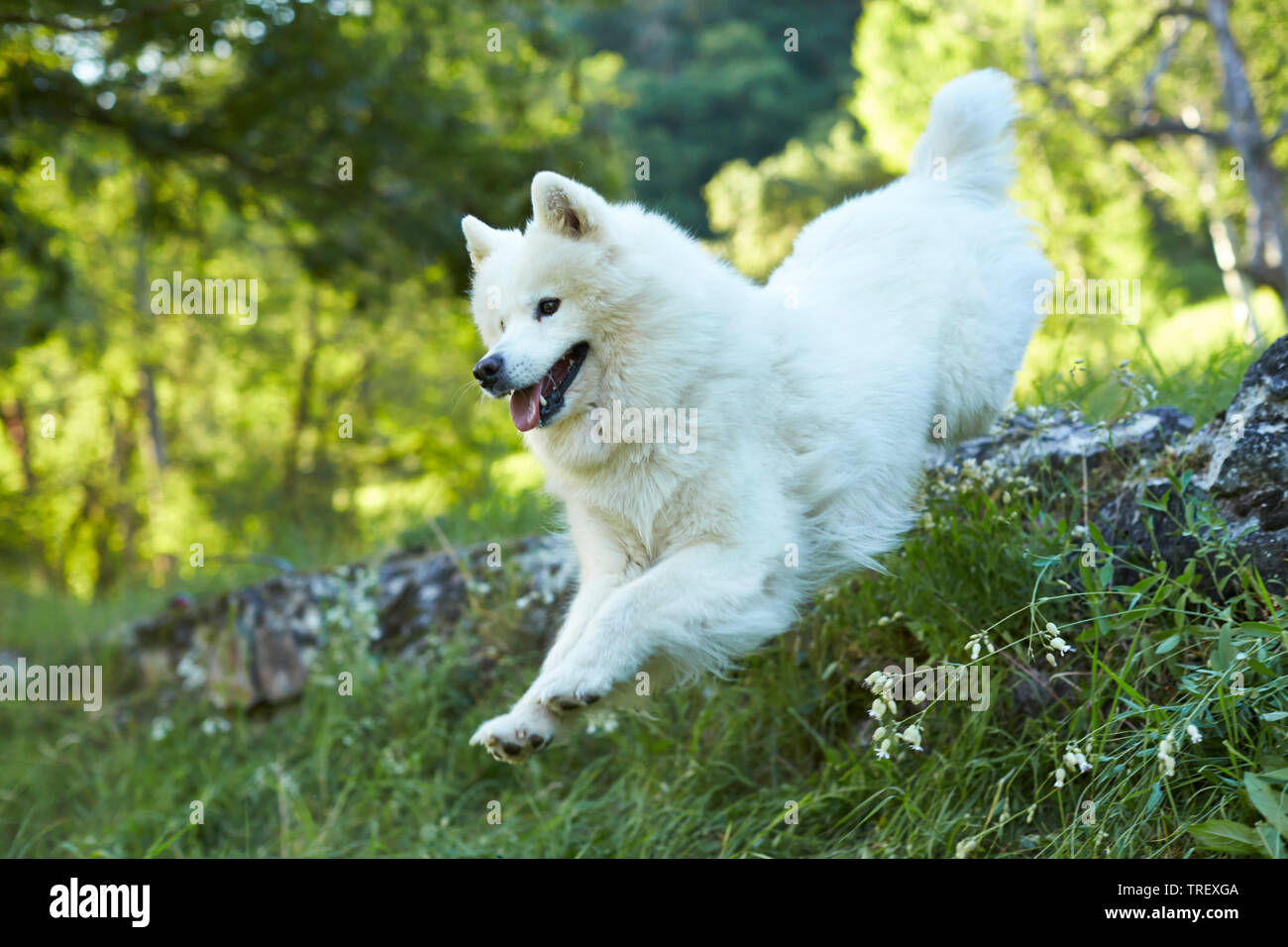 Samoiedo. Cane adulto saltando su una roccia. Germania Foto Stock