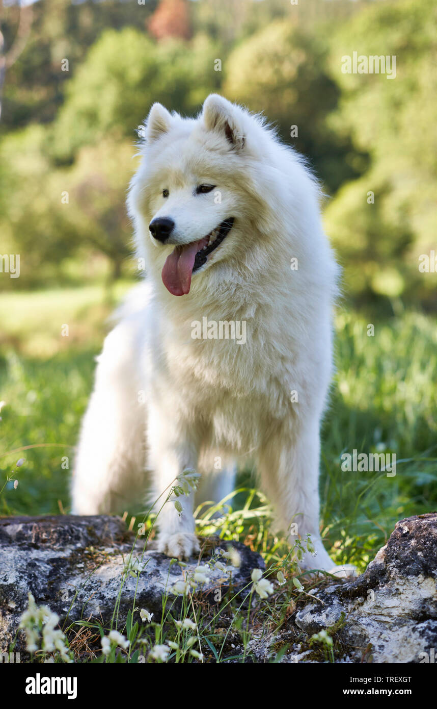 Samoiedo. Cane adulto in piedi su una roccia. Germania Foto Stock