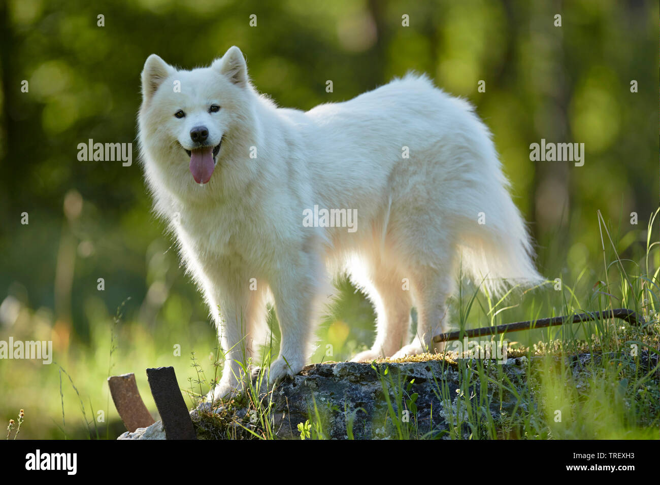 Samoiedo. Cane adulto in piedi su una roccia. Germania Foto Stock