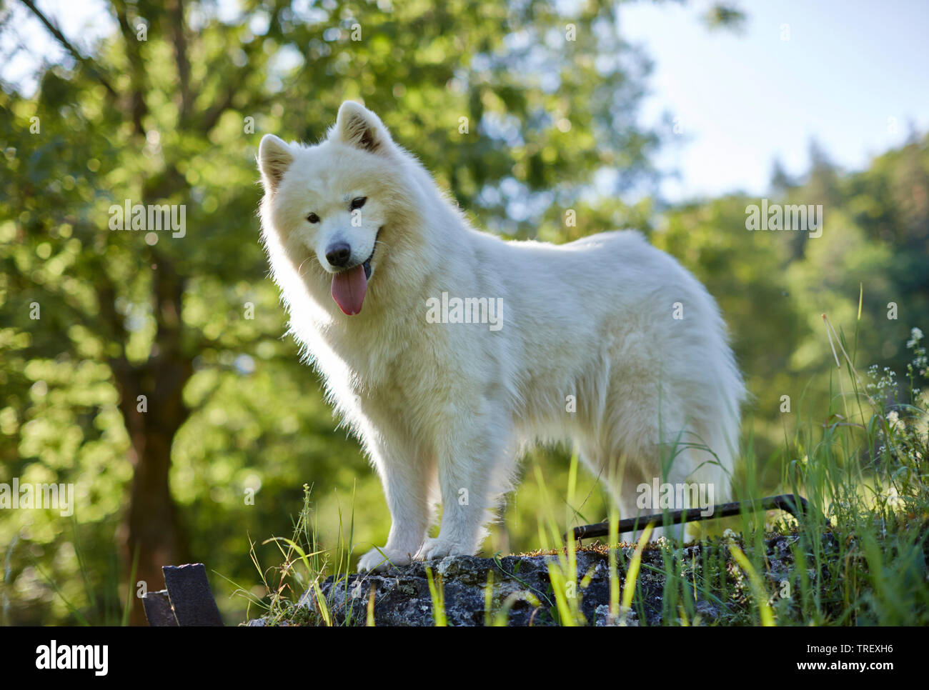 Samoiedo. Cane adulto in piedi su una roccia. Germania Foto Stock