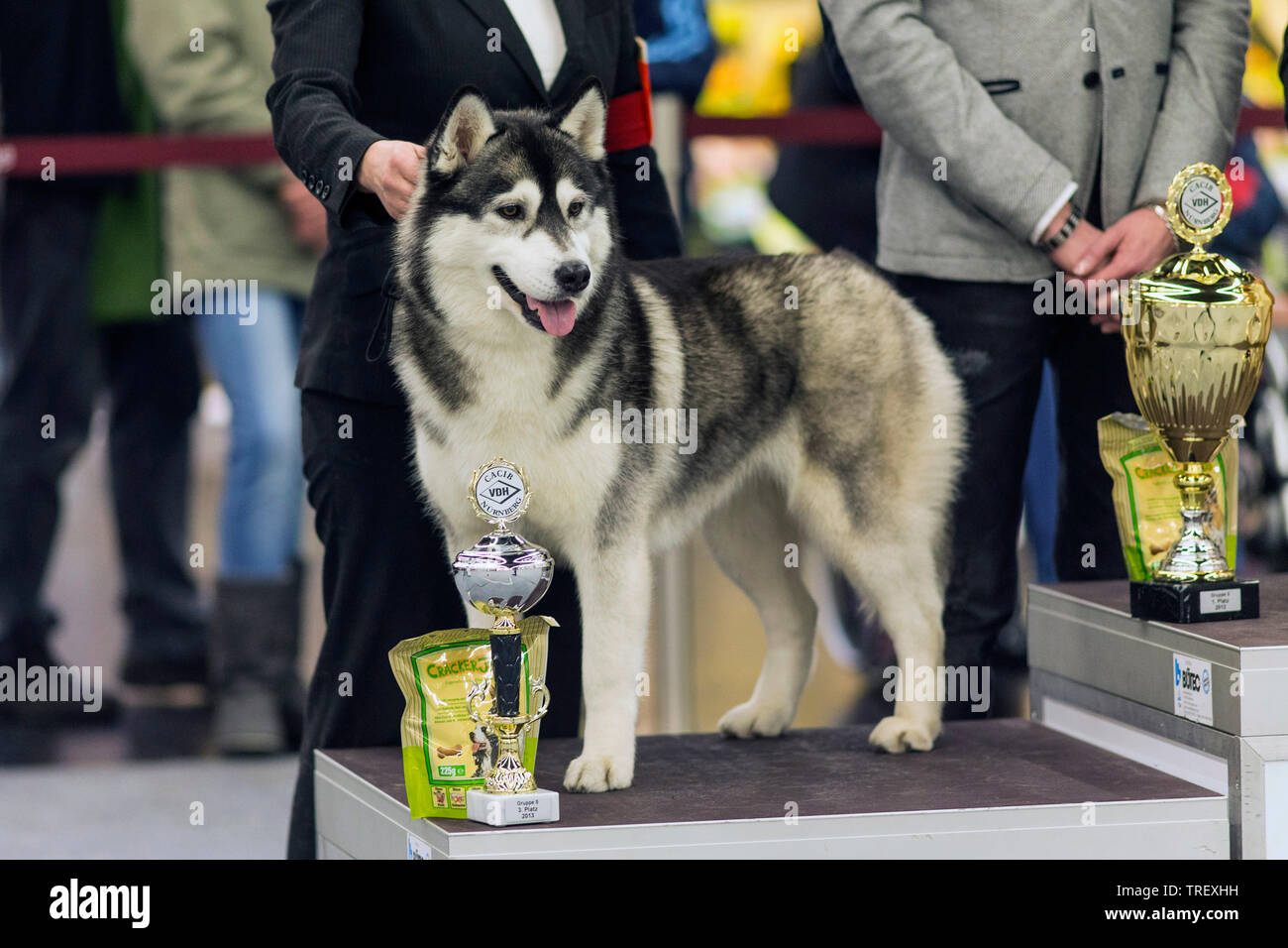Siberian Husky. Cane vincente con i prezzi durante una razza mostrano. Germania Foto Stock