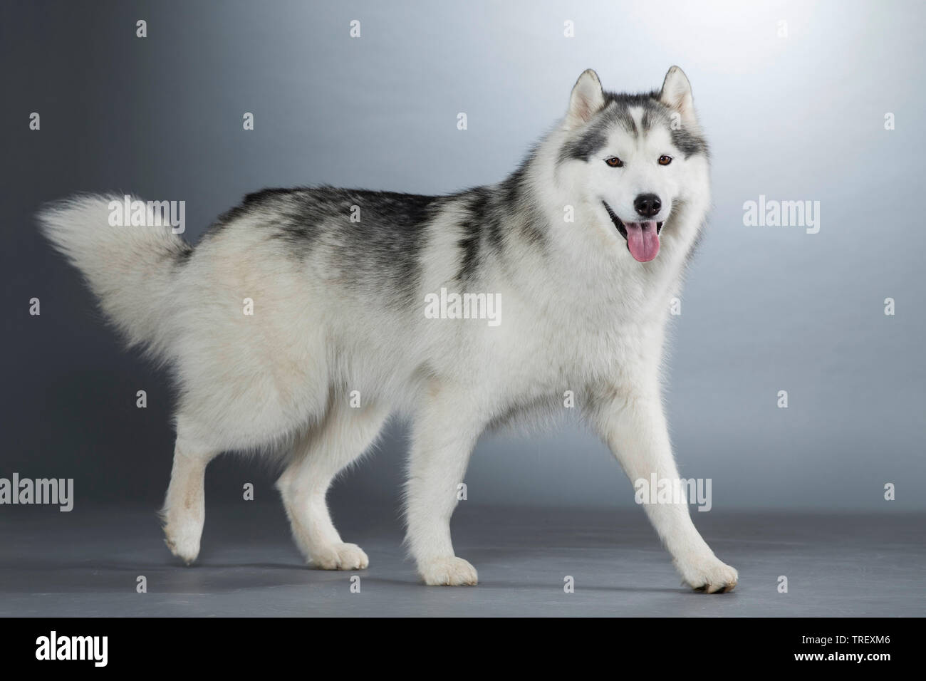 Siberian Husky. Cane adulto a piedi. Studio Immagine contro uno sfondo grigio. Germania Foto Stock