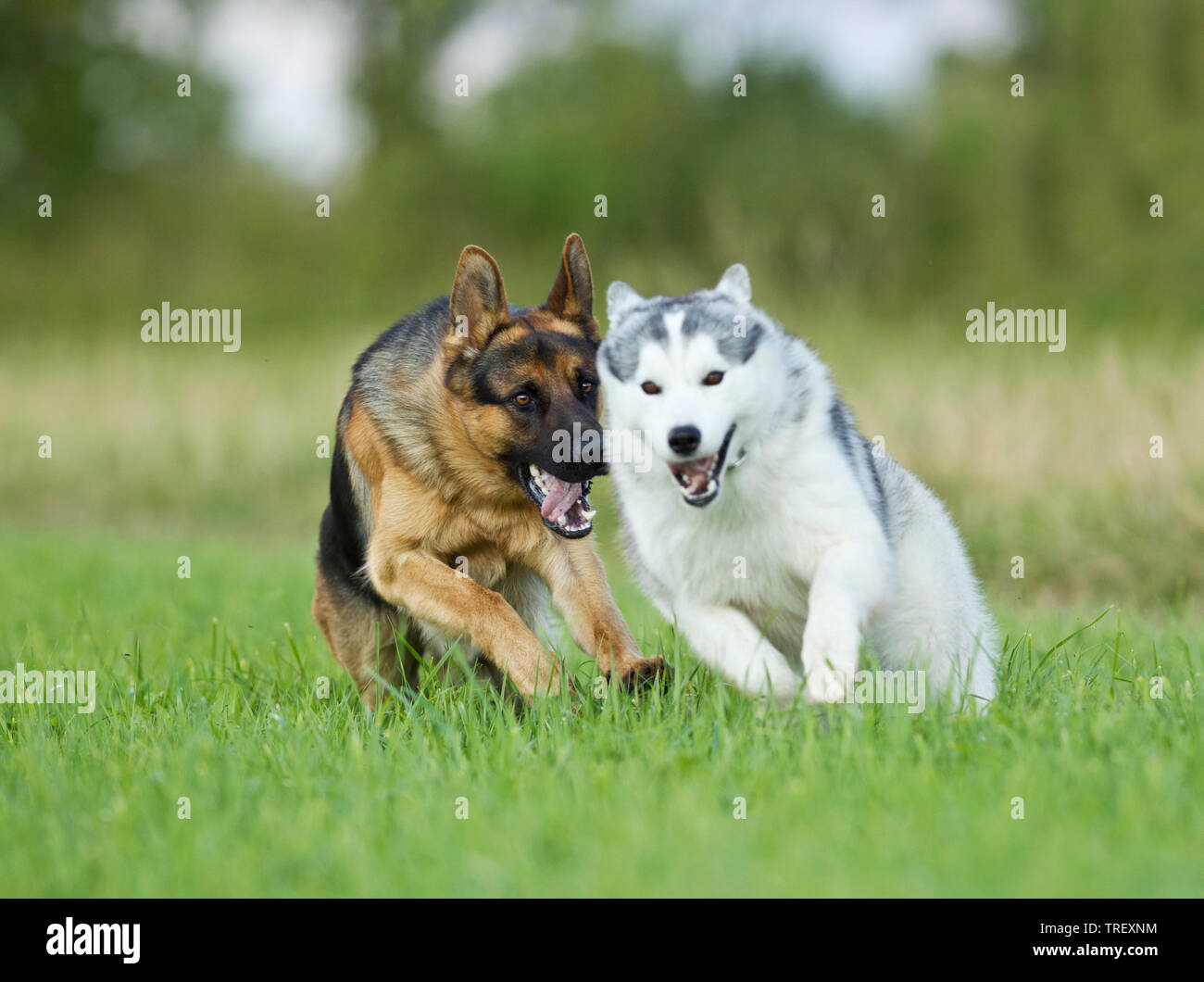 Siberian Husky e pastore tedesco. Due cani giocando su un prato. Germania Foto Stock