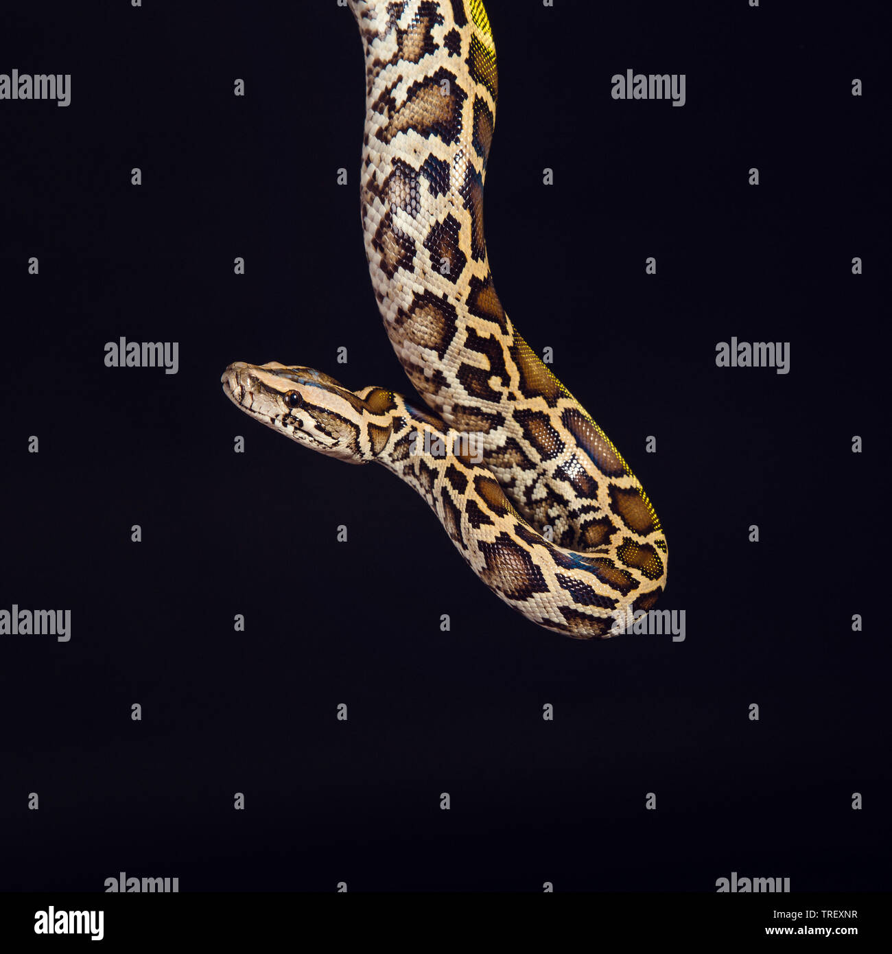 Tiger python, nero e giallo su sfondo nero. Pastello femmina calico Python, Royal python o sfera Python Python regius Foto Stock