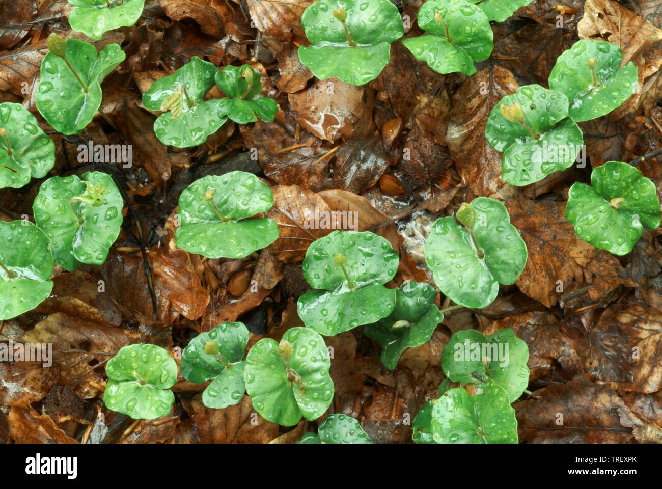 Faggio europeo, comune faggio (Fagus sylvatica), la germogliazione piantine nella figliata di foglia. Germania Foto Stock