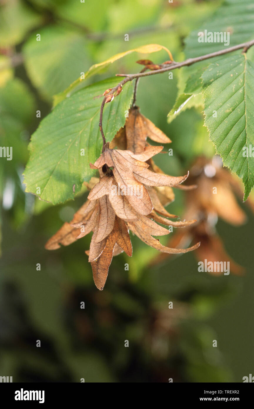 Carpino comune di Carpino europeo (Carpinus betulus). Seme amenti su un albero. Germania Foto Stock