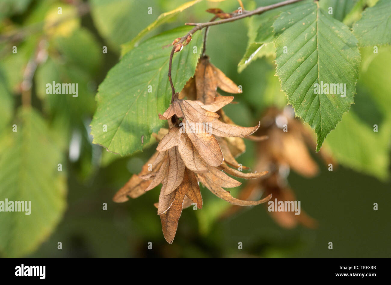Carpino comune di Carpino europeo (Carpinus betulus). Seme amenti su un albero. Germania Foto Stock