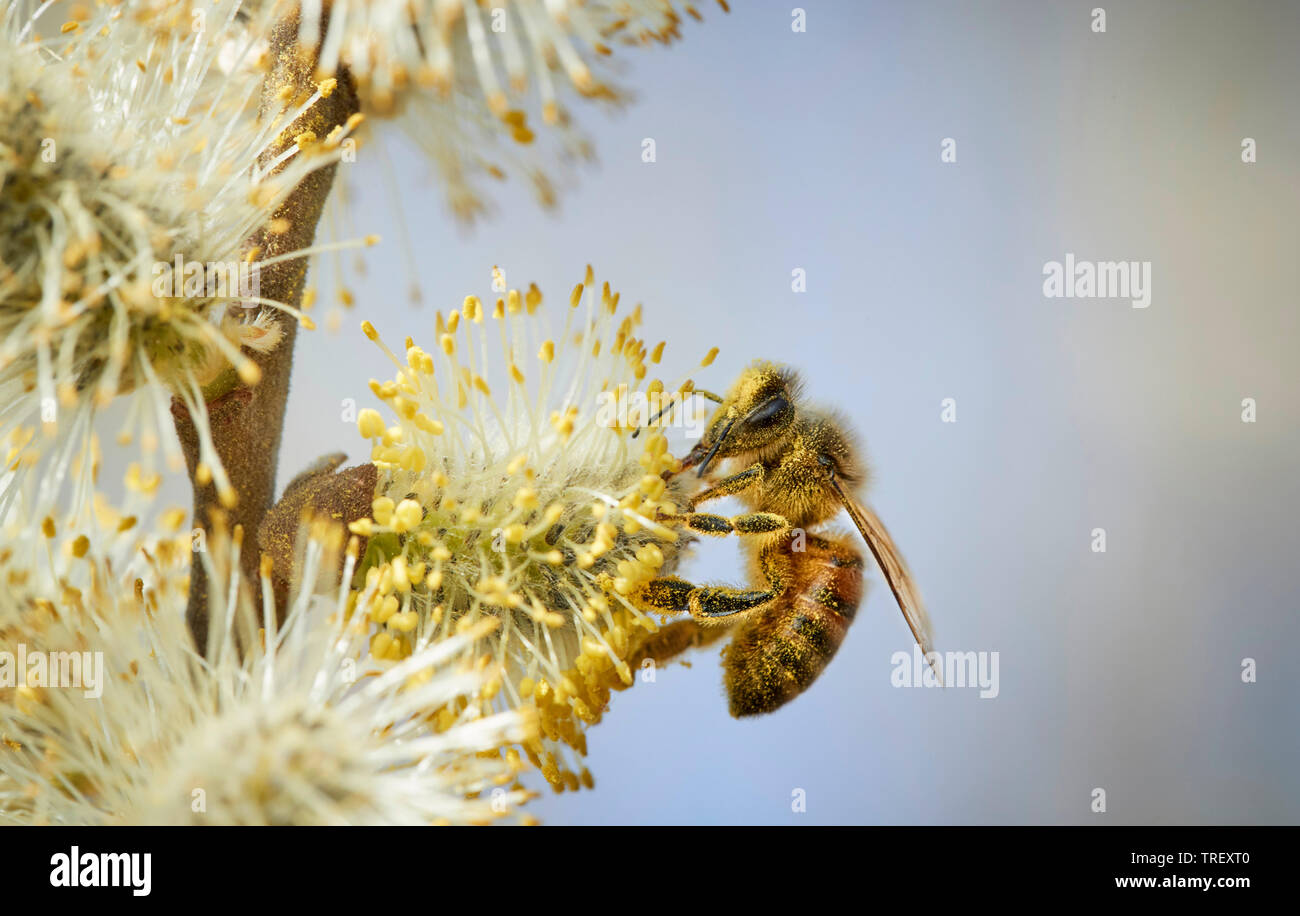 European miele delle api (Apis mellifera) su willow amento di Pussy Willow, Salicone Sallow (Salix caprea). Foto Stock