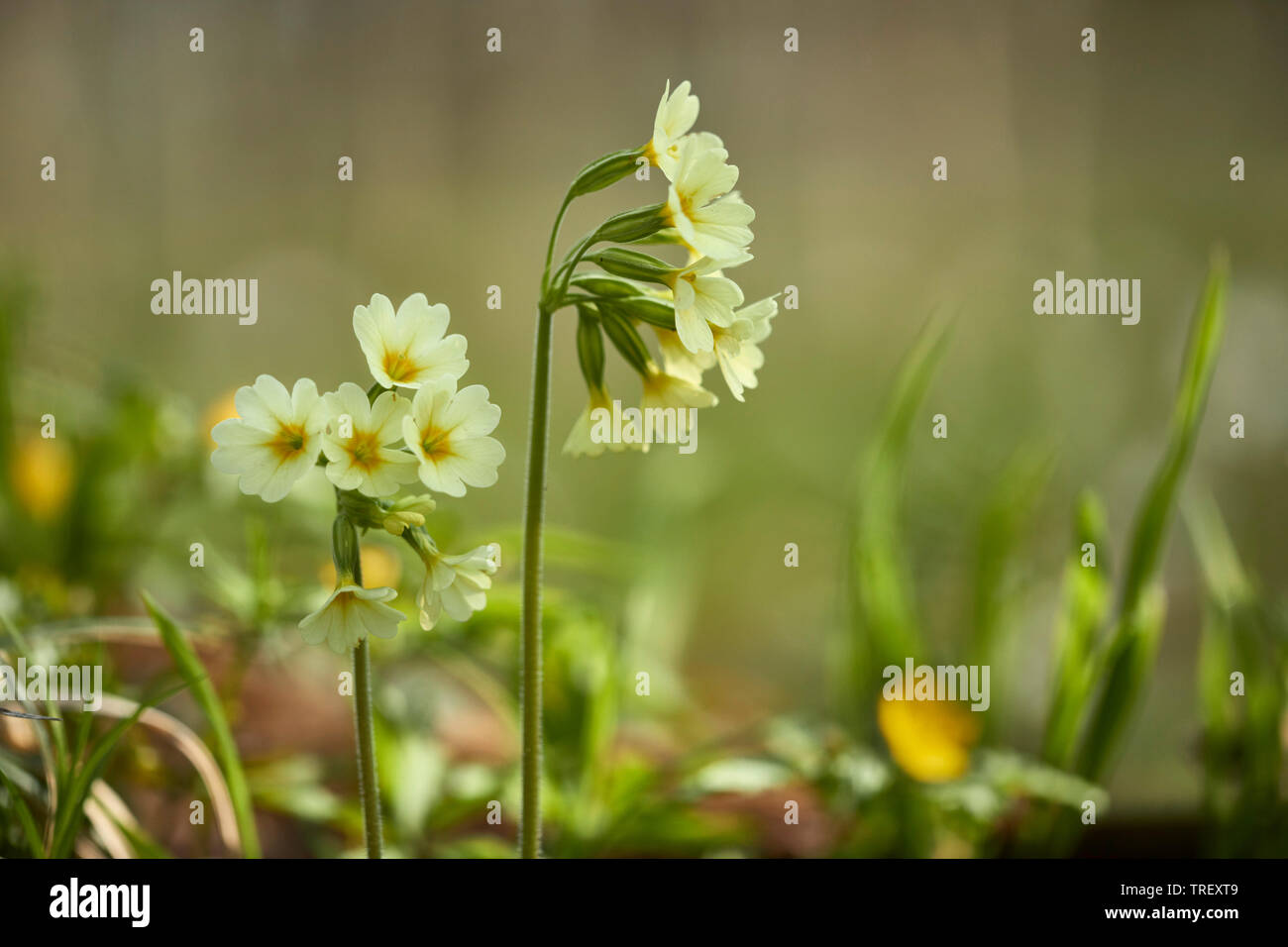 Cowslip comune (Primula veris), piante fiorite. Germania Foto Stock