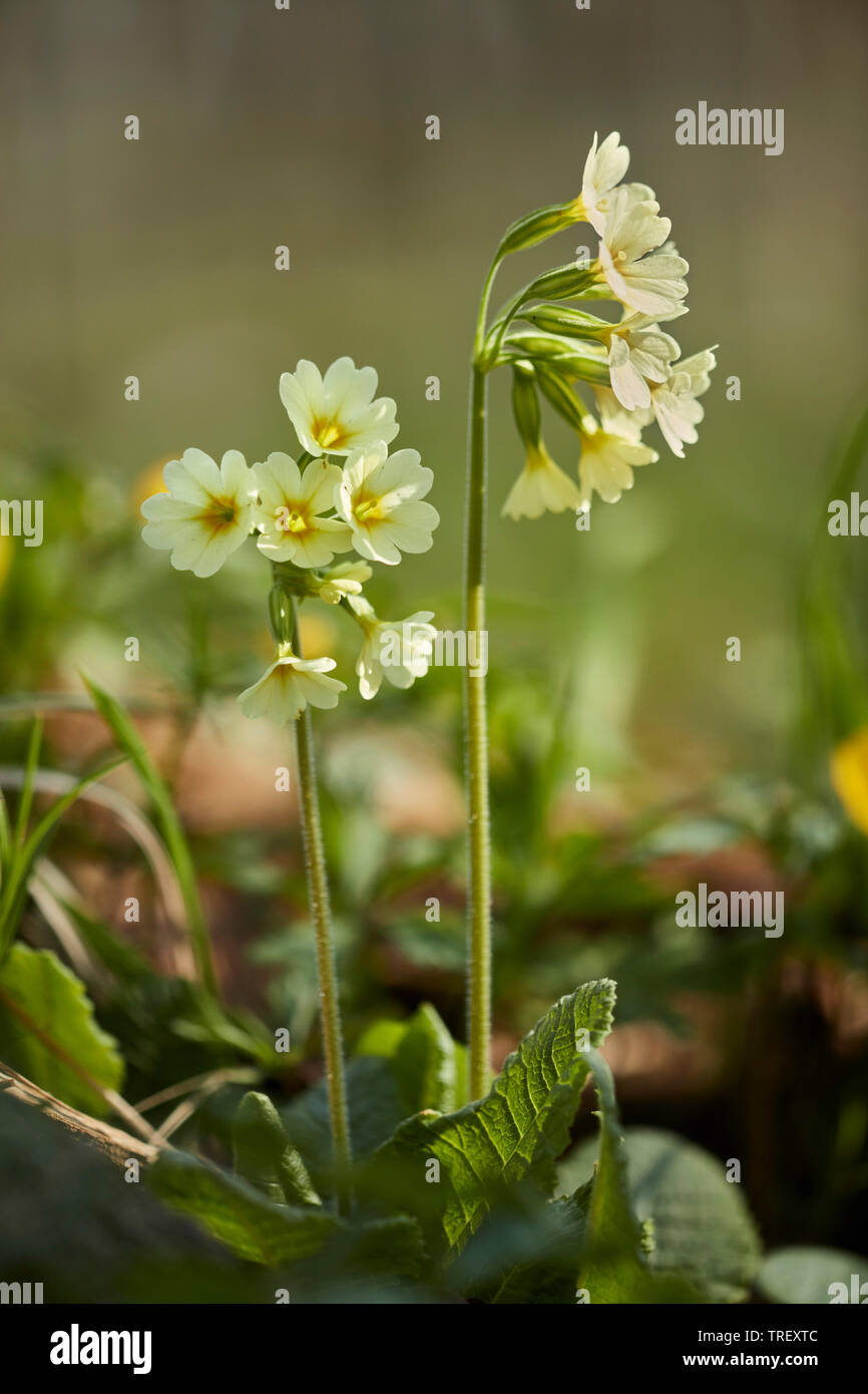 Cowslip comune (Primula veris), piante fiorite. Germania Foto Stock