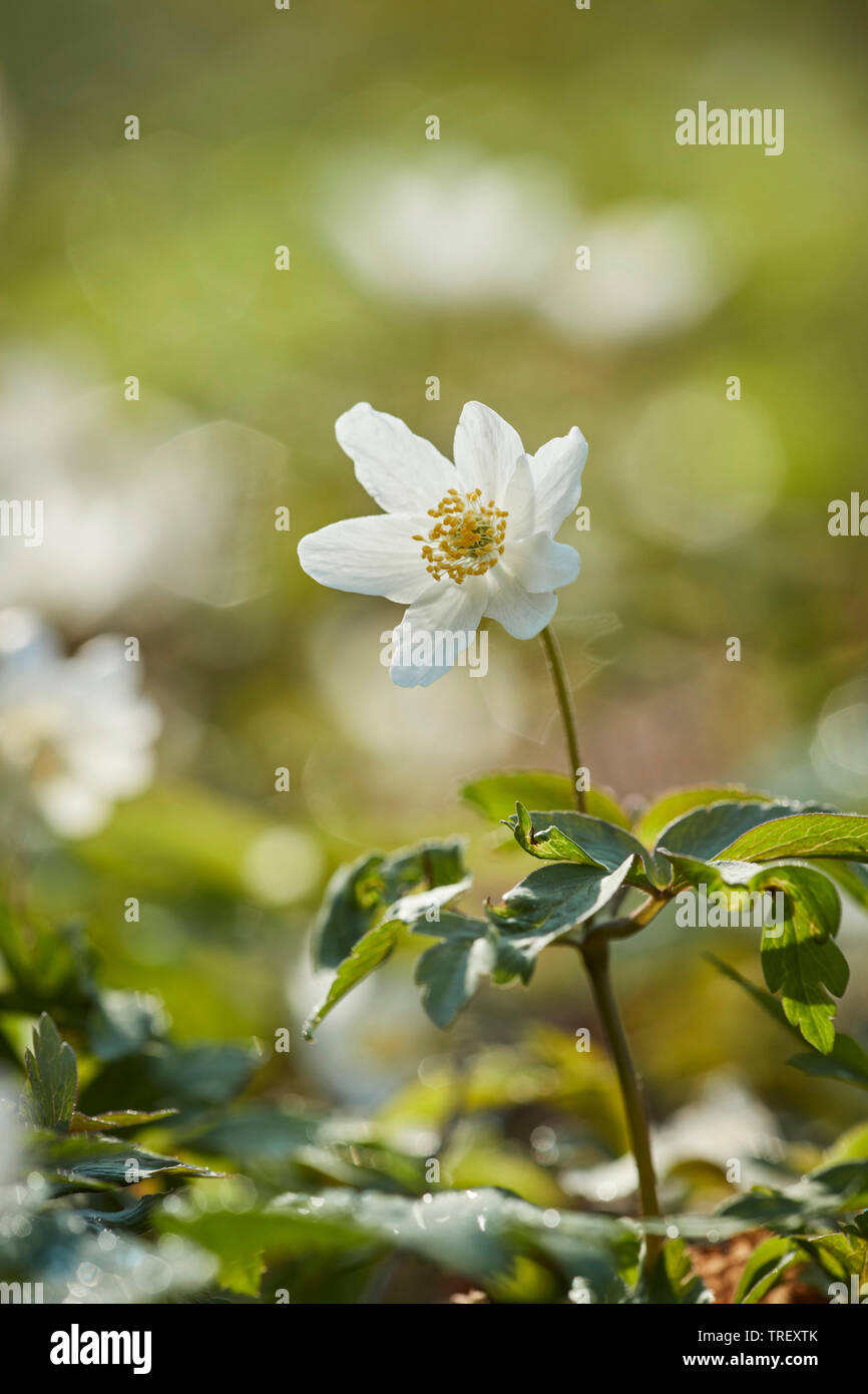 Legno Anemone, Windflower (Anemone nemorosa ,), levetta di fioritura. Germania Foto Stock