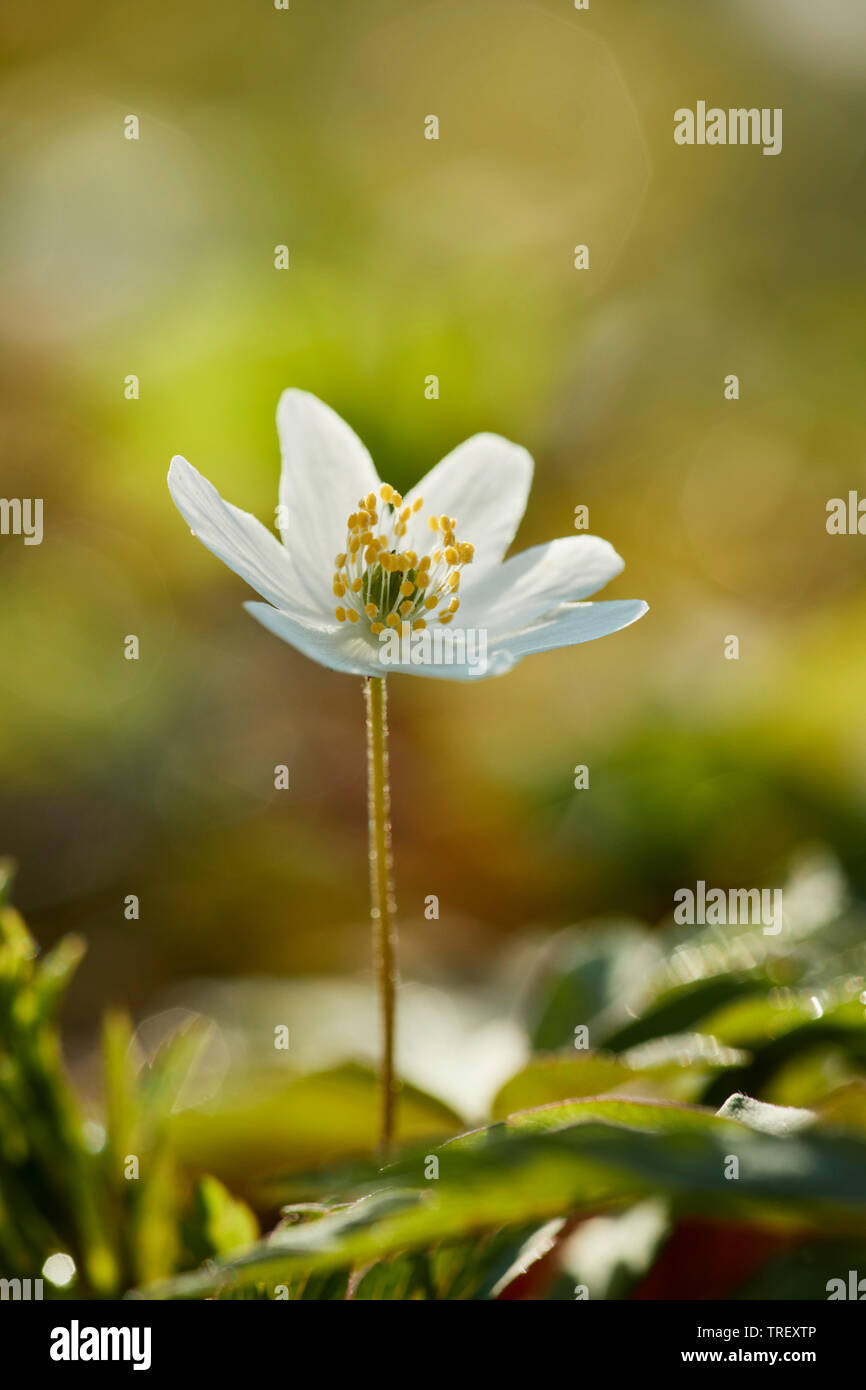 Legno Anemone, Windflower (Anemone nemorosa ,), levetta di fioritura. Germania Foto Stock