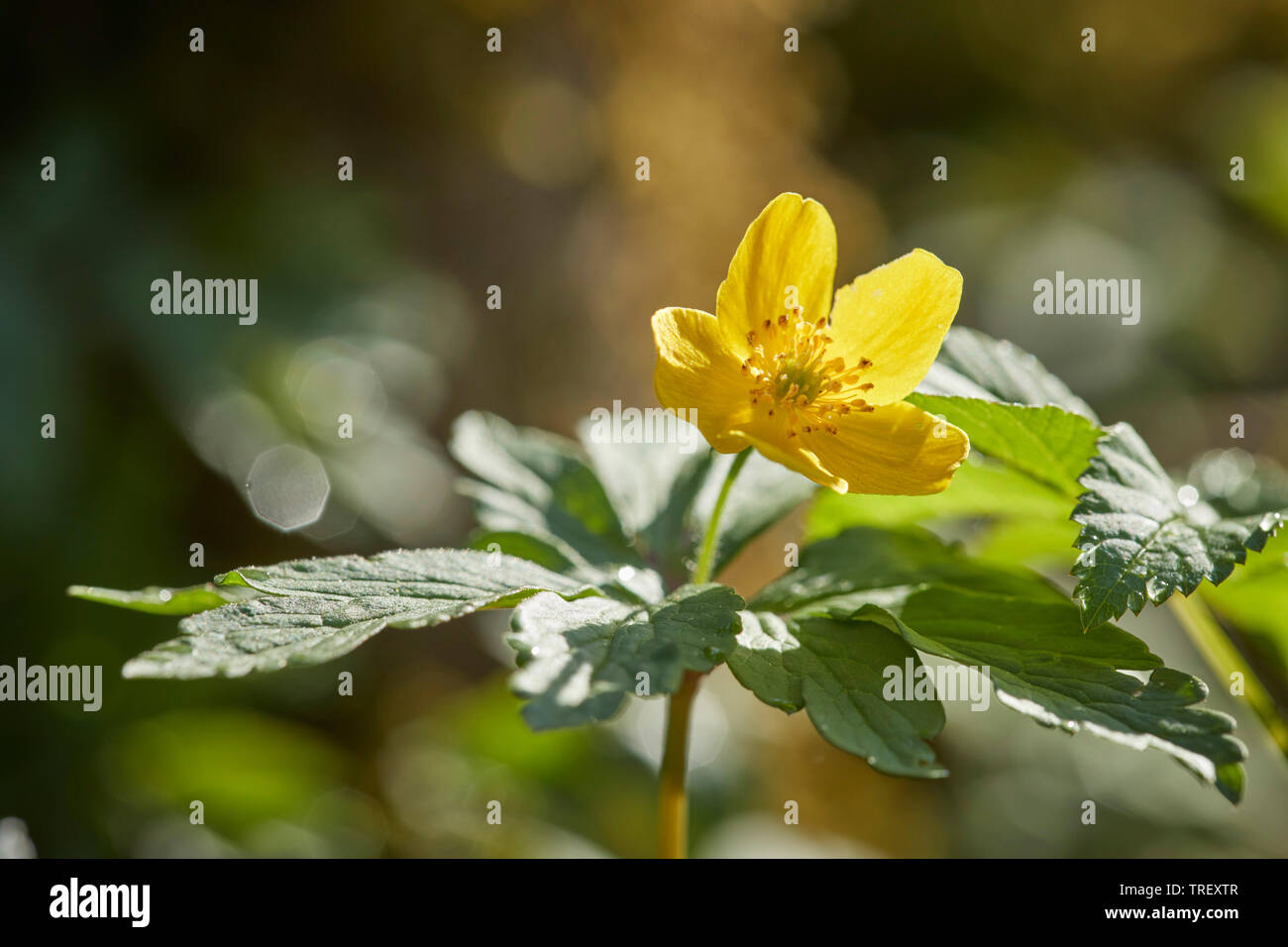 Giallo (Anemone ranunculoides Anemone), la fioritura delle piante, retroilluminato. Germania Foto Stock