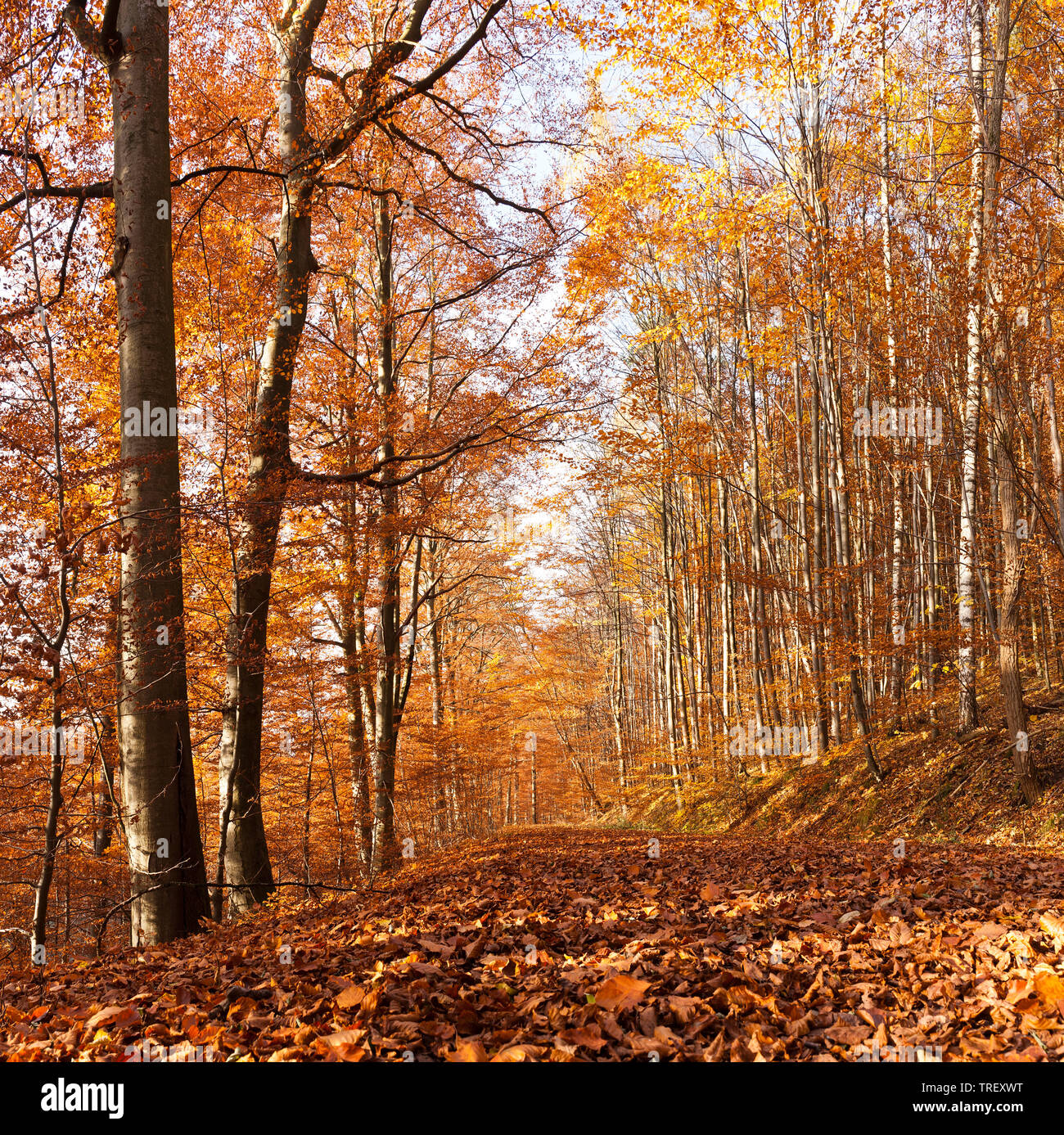 Comune di faggio (Fagus sylvatica) foresta in autunno. Germania Foto Stock