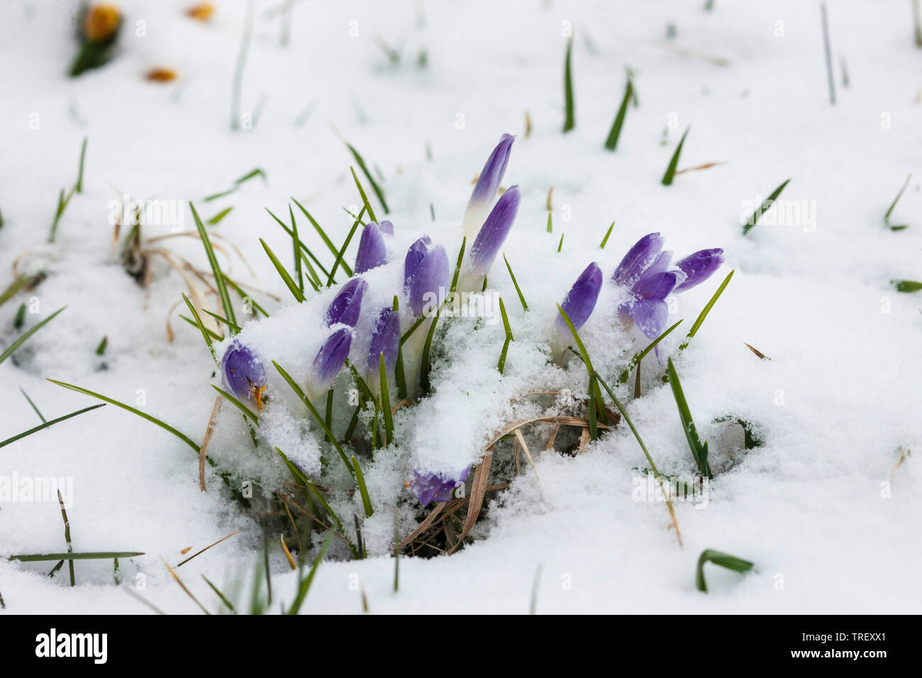 Crocus (crocus vernus), fiori blu nella neve. Germania Foto Stock